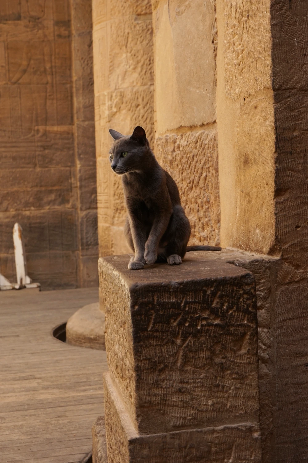 <ul class='gallery-caption'><li><em>Bastet</em>, 2024</li><li>Philae, Aswan, Egypt</li><li>Sony Alpha 7 II</li></ul>