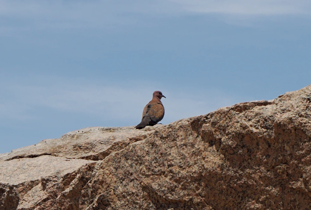 <ul class='gallery-caption'><li><em>Laughing Dove</em>, 2024</li><li>Aswan, Egypt</li><li>Sony Alpha 7 II</li></ul>