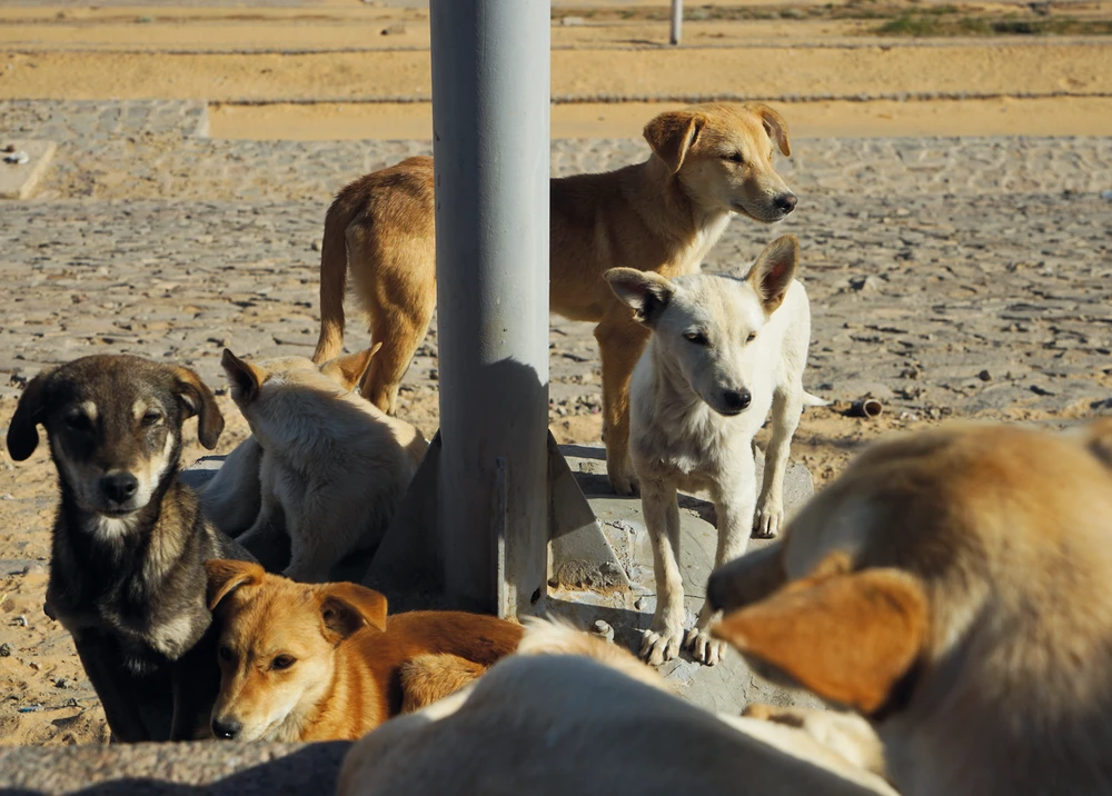 <ul class='gallery-caption'><li><em>Untitled</em>, 2024</li><li>Aswan, Egypt</li><li>Sony Alpha 7 II</li></ul>